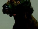 rm germanpointer pagina 1 immagine