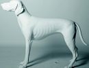 rm germanpointer pagina 1 immagine