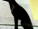 rm germanpointer pagina 1 immagine